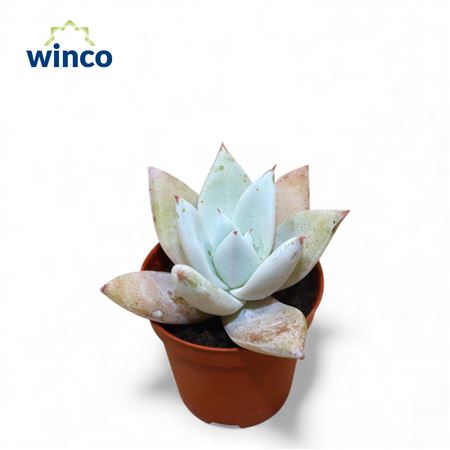 Echeveria Mexican Giant