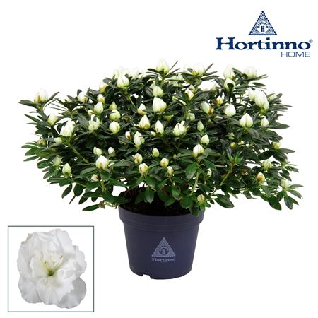 Azalea Hortinno White