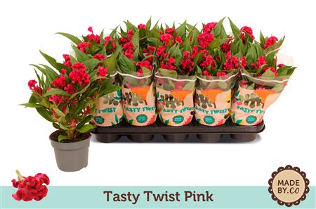 Celosia Tasty Twist Pink