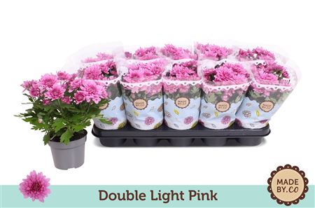 Chrys Double Light Pink