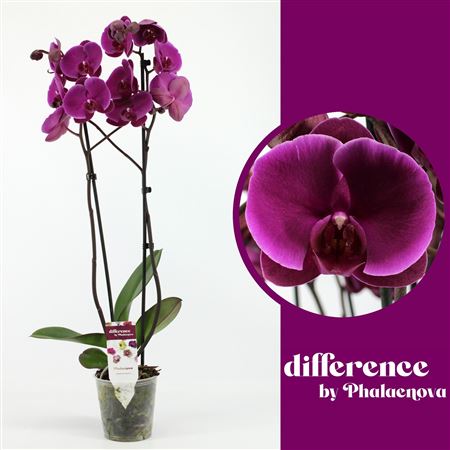Phal 2st Purple 18+ (фаленова)