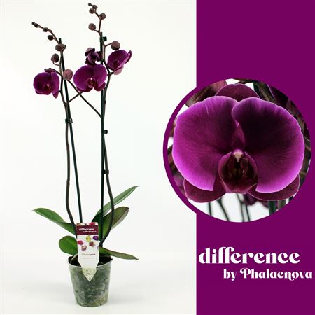 Phal 2st Joyride 18+ (phalaenova)