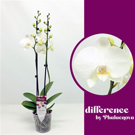 Phal 2st Izzy 14+ (phalaenova)