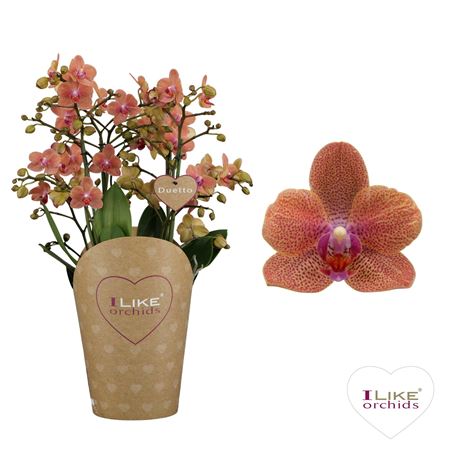 Phal 4/7st Duetto Multi Sunset 60+ (levo)