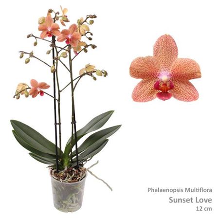 Phal 2st Multi Sunset Love 30+