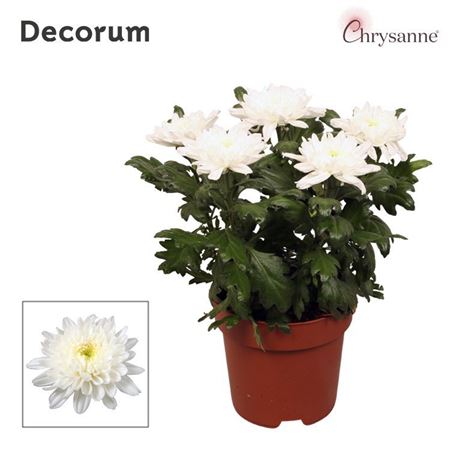 Chrys Zembla Next White 5pp (decorum)