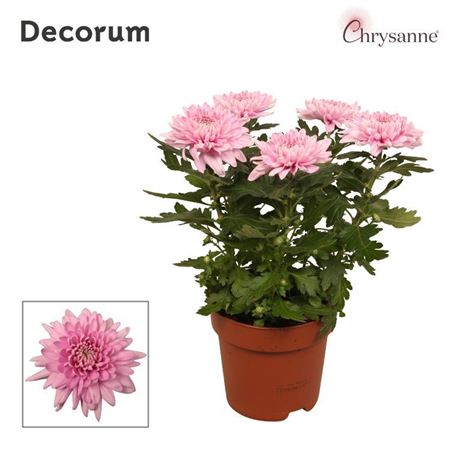 Chrys Zembla Next Pink 5pp (decorum)