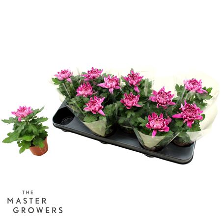 Chrys Deco Cosmo Purple 1pp