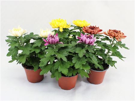 Chrys Deco Cosmo Mix 2pp