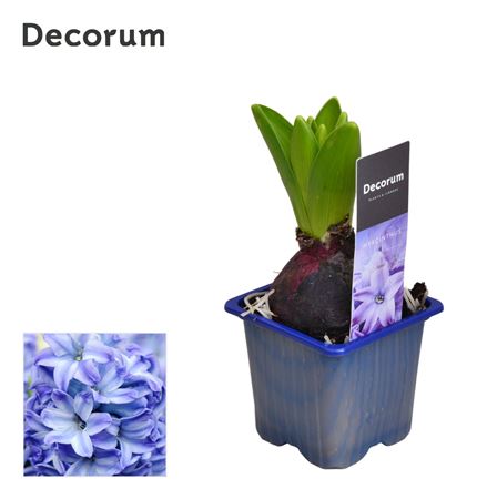 Hyacinthus Aqua 1pp Label (decorum)