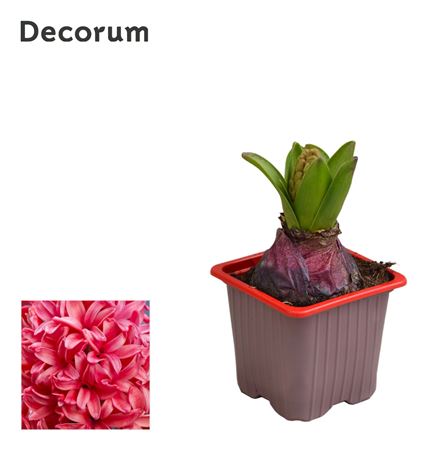 Hyacinthus Red Glory 1pp (decorum)