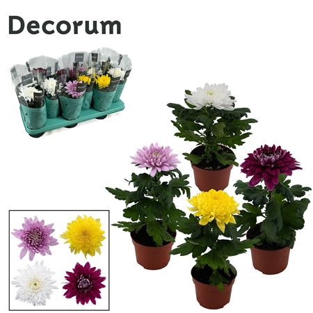 Chrys Zembla Mix 1pp (decorum)