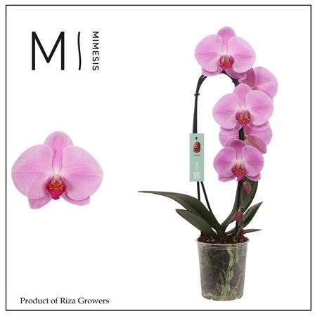 Phal Cascade 1st Flow Pink Naomi 8+ (mimesis)