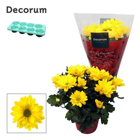 Chrys Margarita Yellow (decorum)