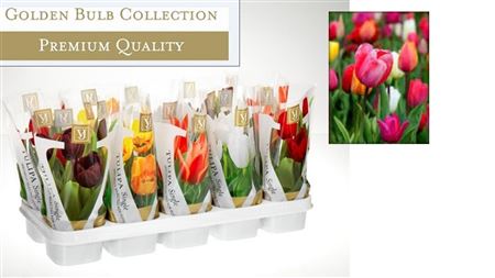 Tulipa Mix In Sleeve (deluxe)