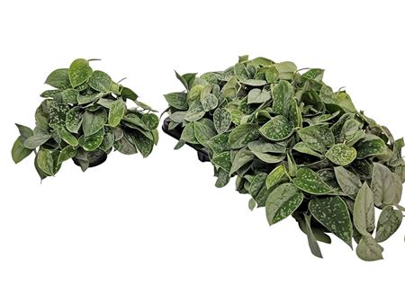 Scindapsus Pictus Silvery Ann Bush