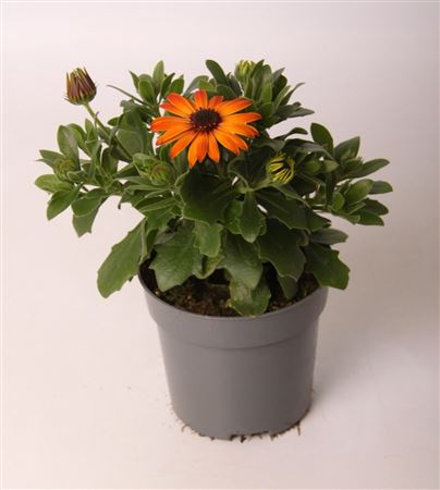 Osteospermum Orange Flare