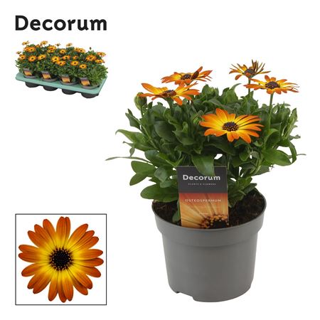 Osteospermum Orange Flare (decorum)
