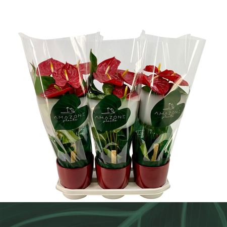 Anth An Red Ceramic (amazone)