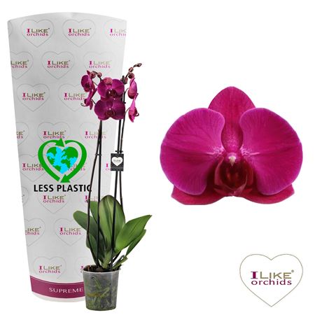 Фал 2-й Стелленбош 16+ (лево)