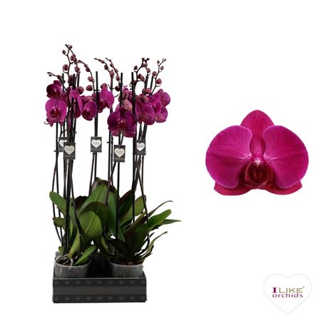 Phal 2st Stellenbosch 14+ (levo)