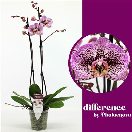 Phal 2st Andorra 18+ (phalaenova)
