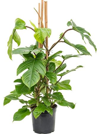 Philodendron Squamiferum