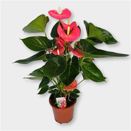 Anth An Arisa Pink 5+