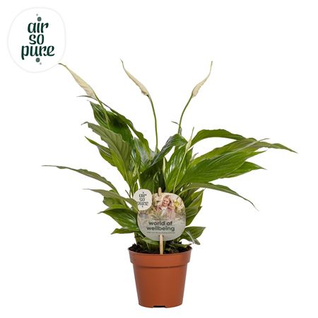 Spath Torelli 3+ (air So Pure)