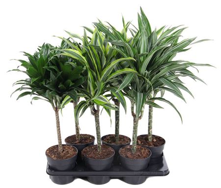 Drac Deremensis 30 Stem Mix