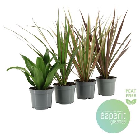 Dracaena Mix 3-4 Srt.