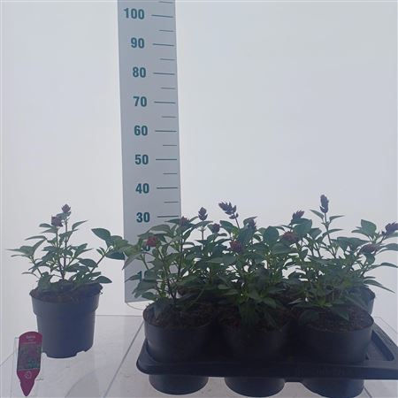 Salvia Love And Wishes