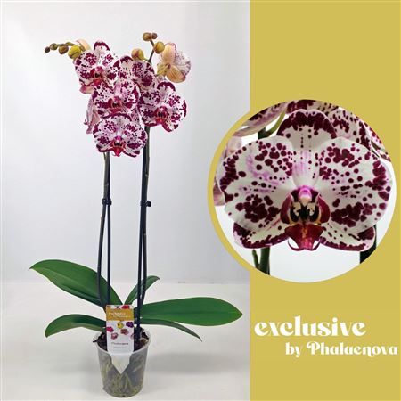 Phal 2st Mondriaan 14+ (phalaenova)