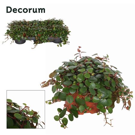 Пеперомия Перечная