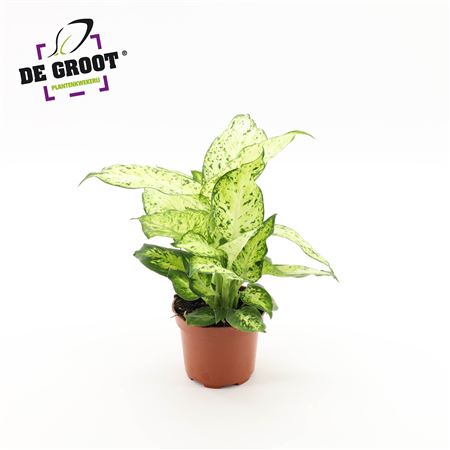 Dieffenbachia Amy