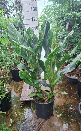Dieffenbachia Memoria Corsii