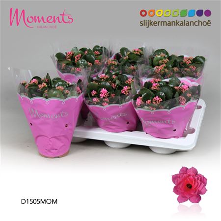Kal Cal Moments Pink
