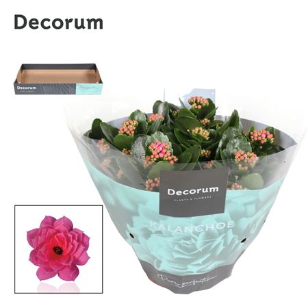 Kal Cal Pink (decorum)