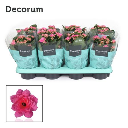 Kal Cal Pink (decorum)
