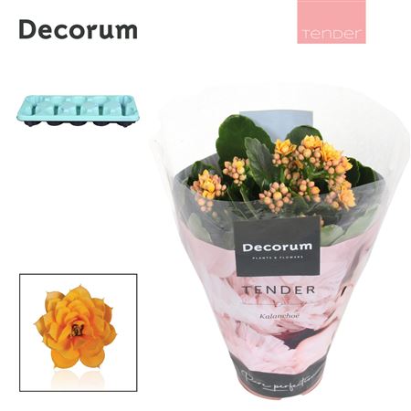 Kal Cal Serenity Gold (decorum)