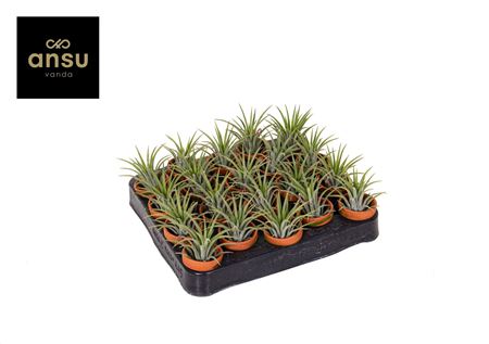 Tillandsia In Terracotta Pot