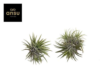 Tillandsia Clumb L