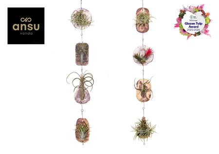 Tillandsia Tilly Tiles