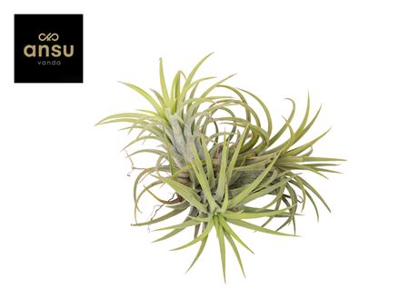 Tillandsia Ionantha X3