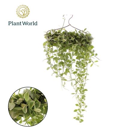 Dischidia White Diamond Hanger
