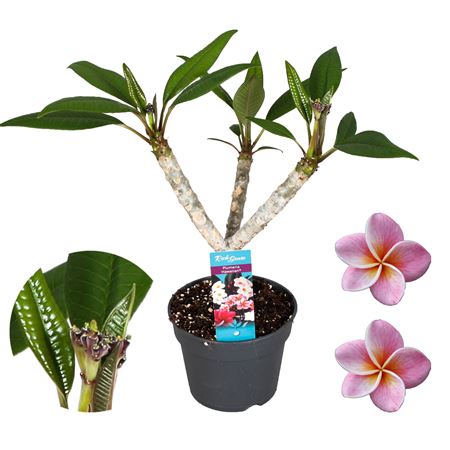 Plumeria Hawaiian 2/3st Pink