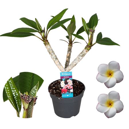 Plumeria Hawaiian 2/3st White