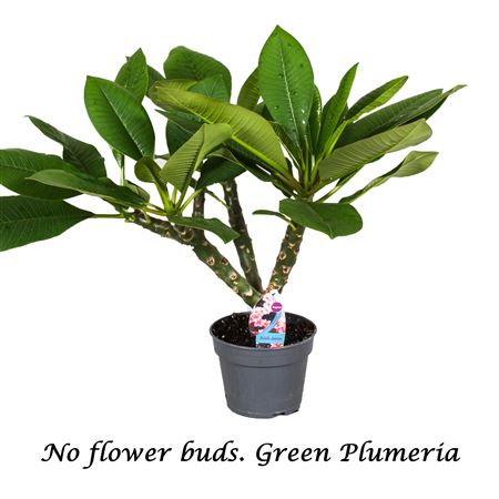 Plumeria Green 2-3 Branches No Buds