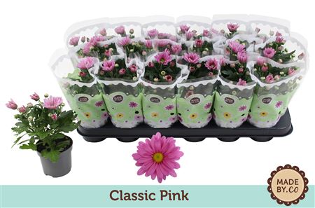 Chrys Classic Pink