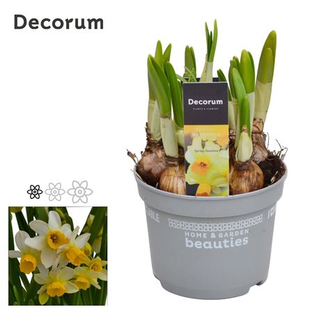 Narcissus Spring Sunshine (decorum)